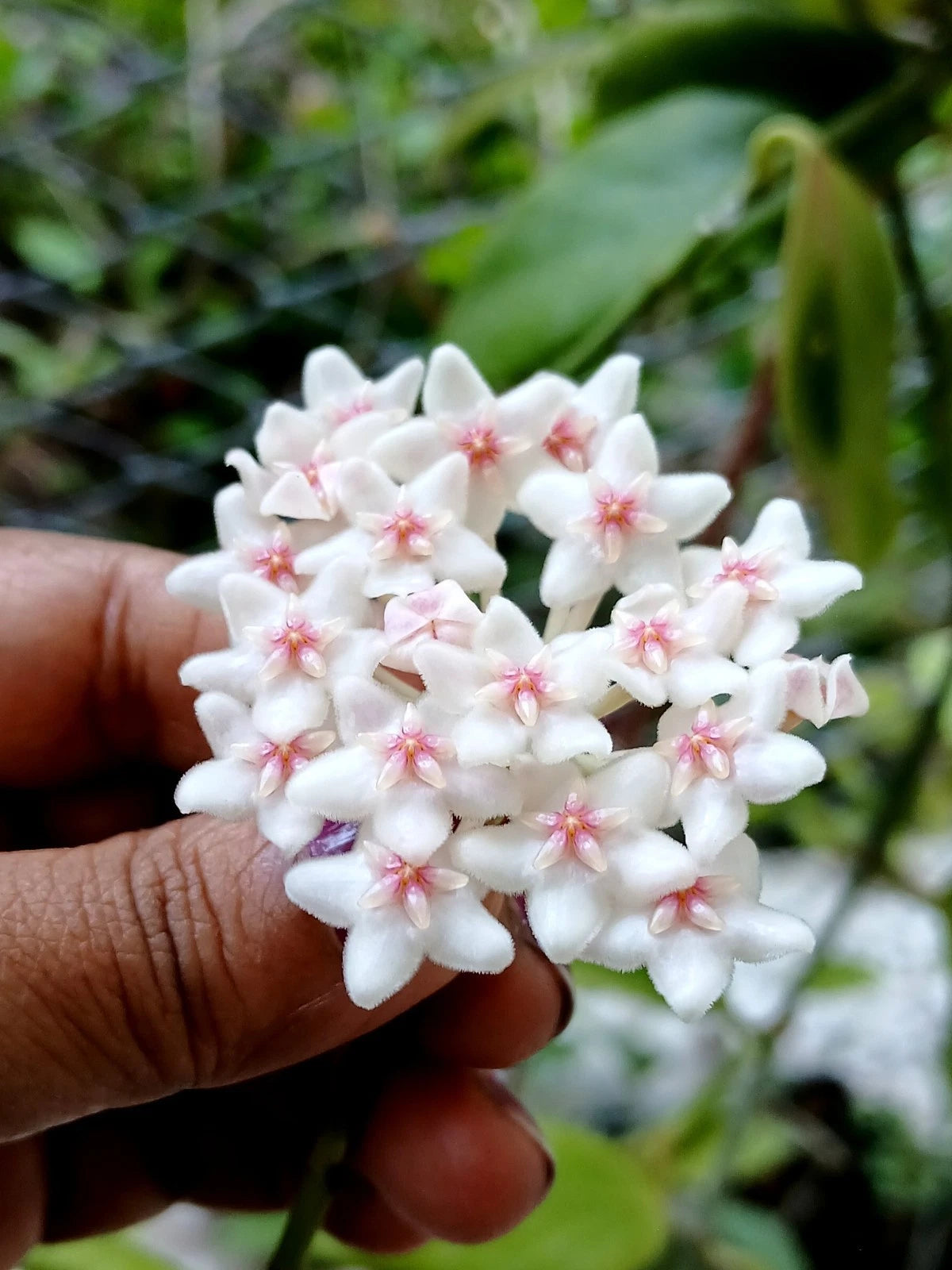 Hoya anulata (sp. Papua) – Rare Tropical Wax Plant