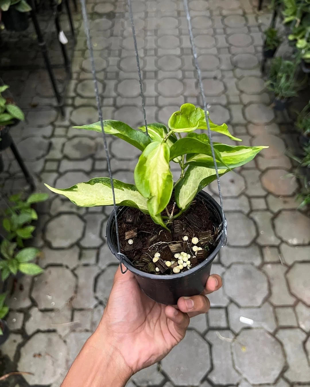 Hoya Kenejiana Albo Variegated - Rare Tropical Wax Plant