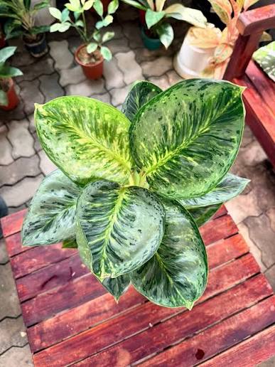 Aglaonema 'Emerald Green' - Lush & Radiant Tropical Houseplant