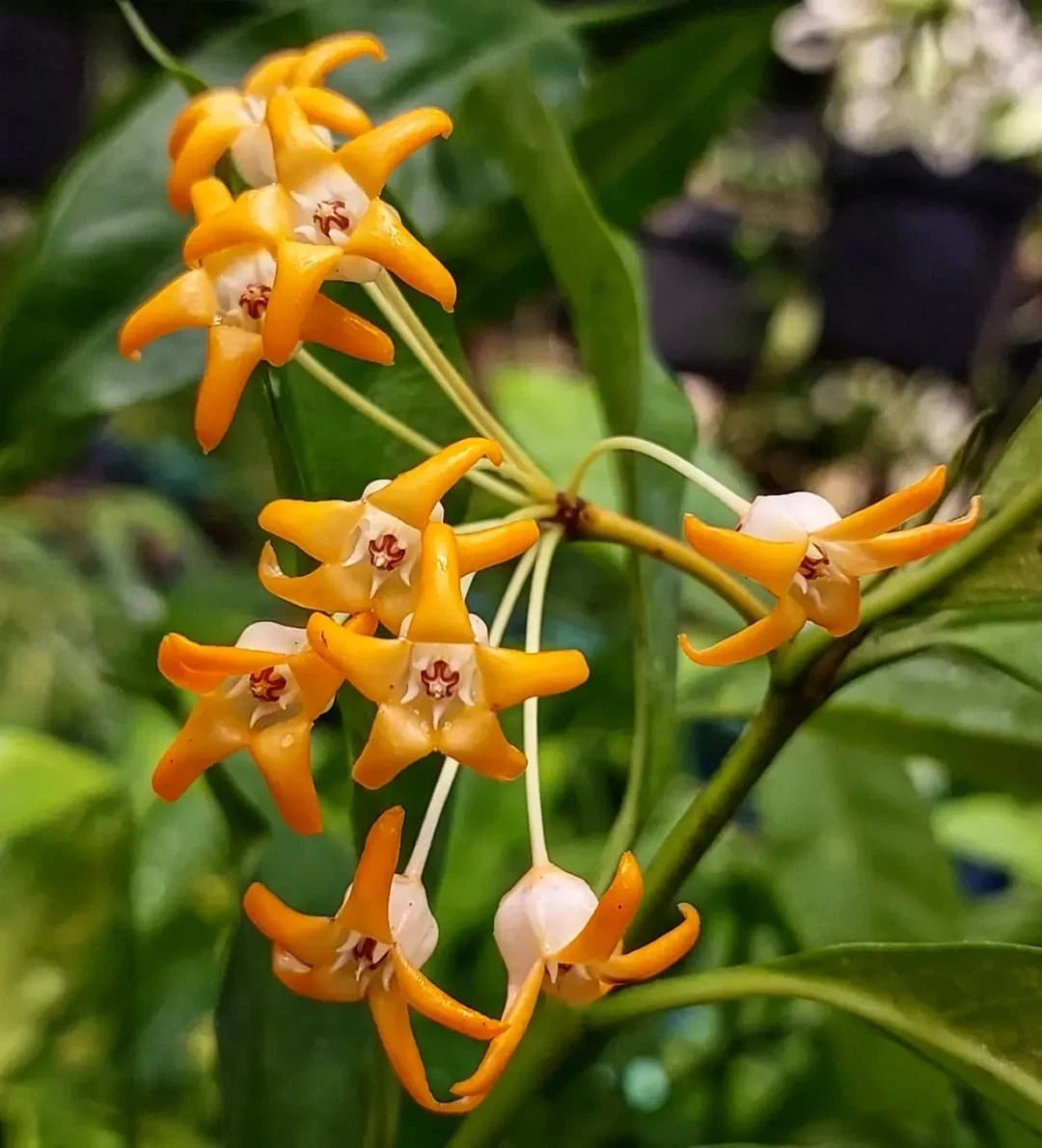 Rare Hoya Occultata - Premium Exotic Tropical Wax Plant Collector's Ivy