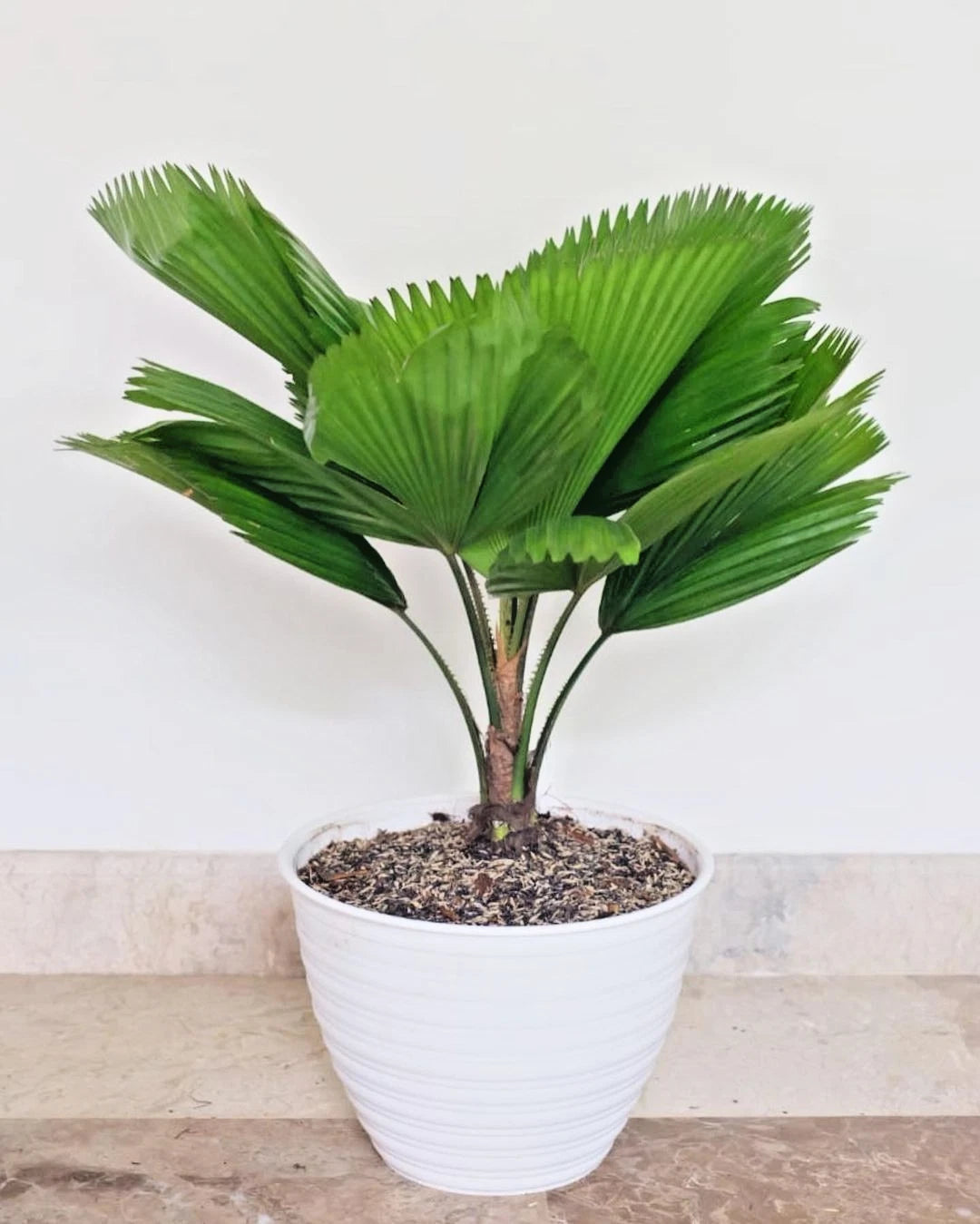 Premium Chinese Fan Palm Seeds (500+ pcs) - Authentic Livistona chinensis Hardy Evergreen Landscape Palm