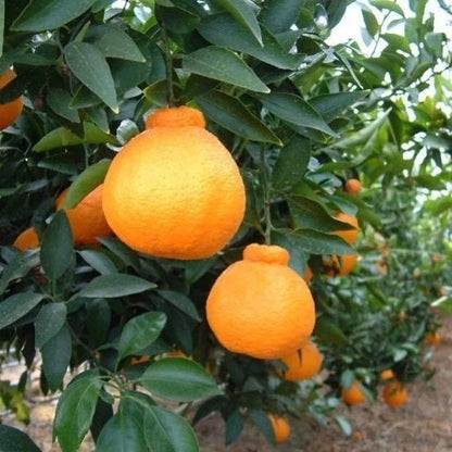 Dekopon Orange Seeds (Citrus reticulata) – 30++ Premium Fresh Sumo Citrus / Sweet Japanese Mandarin Seeds for Planting