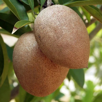 Premium 'Hasya' Sapodilla Seeds (Manilkara zapota) – Elite Extra-Large Fruit 'Chico Zapote' Heirloom Seeds (35 Count)