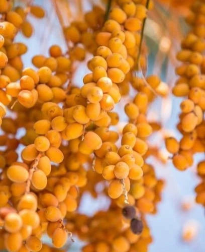 Shishi Date Palm Seeds (Phoenix dactylifera) – 35 Premium Arabian Golden-Honey Sweet Date Seeds
