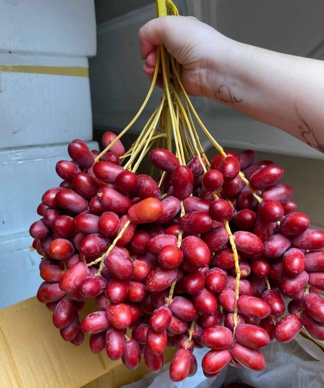 Anbara Date Palm Seeds (Phoenix dactylifera 'Anbara') – 35+ Premium Rare Red Strain Royal Date Seeds