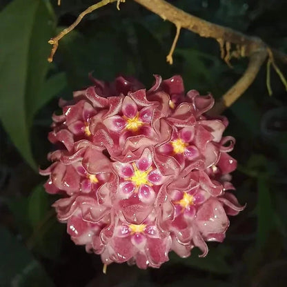 Hoya Glabra Silver Splash Rare Tropical Indor Outdor Wax Plant – Premium Rare Splashed Foliage Wax Plant Climbing & Trailing Vine Specimen for Indoor & Outdoor Display