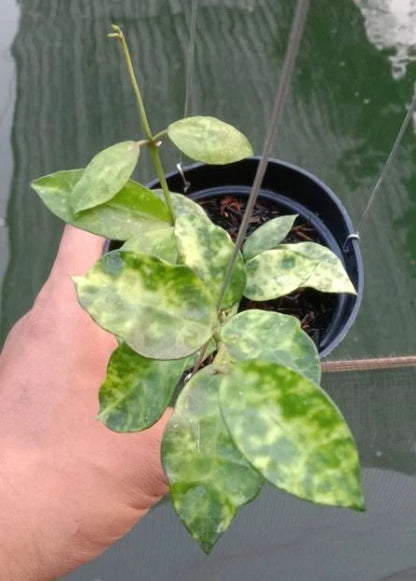 Hoya Lacunosa Amarillo – Rare Tropical Indoor Outdoor Wax Plant Certified Live Specimen for Planting