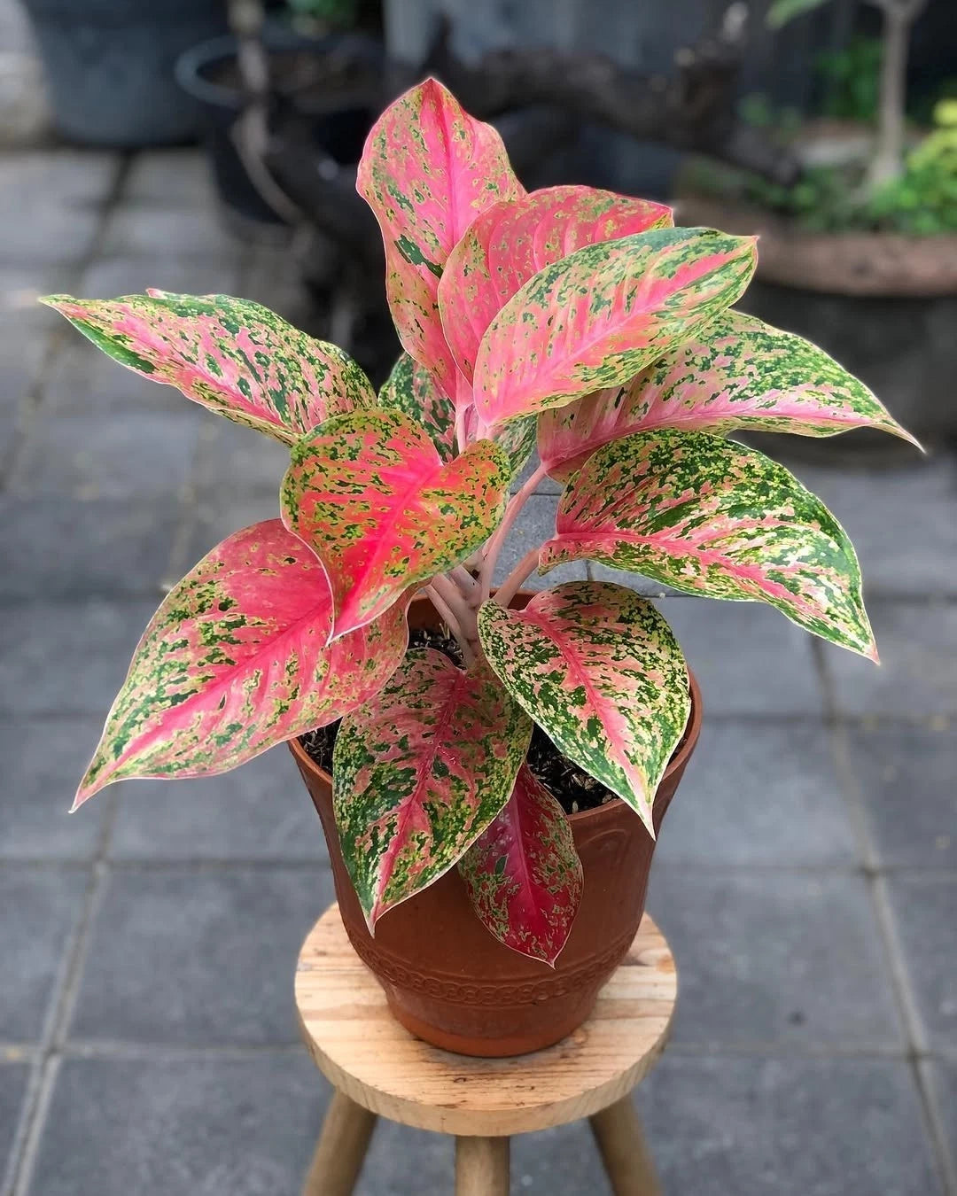 Aglaonema 'Striptis Red' - Striking & Unique Tropical Houseplant