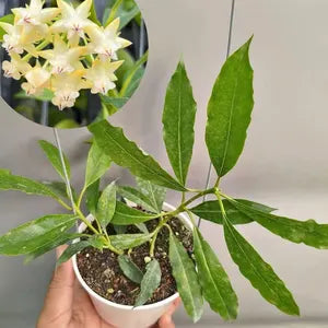 Rare Hoya Lockii Live Plant - Exotic Fragrant Wax Plant