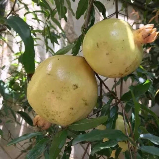 White Wonderful Pomegranate Seeds (Punica granatum 'White Wonderful') – 100 Premium Fresh Rare Sweet White Pomegranate Seeds