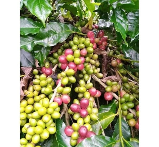 120+ Arabica Coffee Seeds (Coffea arabica) – Premium Highland Specialty Evergreen Bean Tree Seeds for Planting