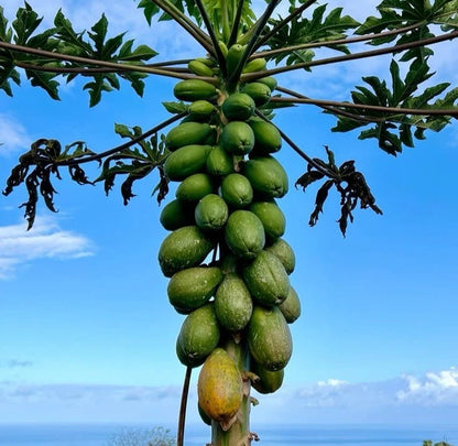 Solo Hawaii Papaya Seeds (Carica papaya 'Solo') – 150+ Premium Fresh Heirloom Sweet Dwarf-Grown Papaya Seeds
