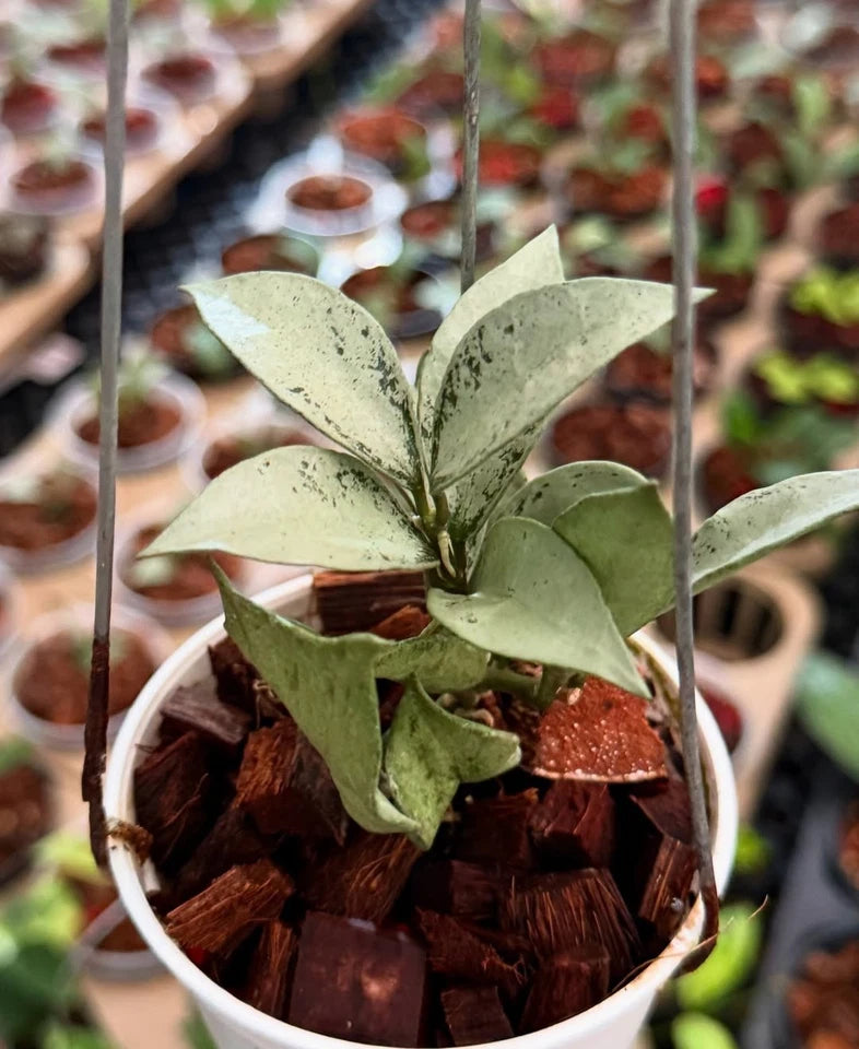 Hoya Lacunosa Silver Curly Rare Wax Plant | Tropical Indoor Outdoor Hoya | Collector Houseplant