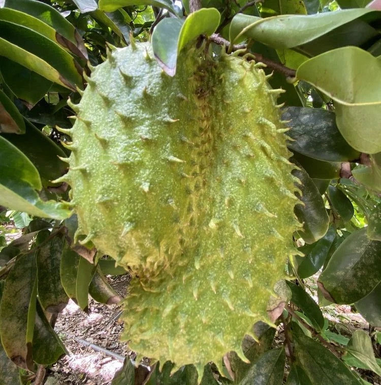 Sweet El Salvador Soursop Seeds (Annona muricata 'Sweet El Salvador') – 100+ Premium Fresh Rare Sweet Soursop Seeds