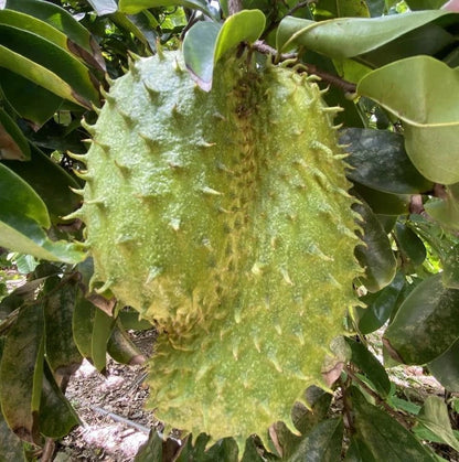 Sweet El Salvador Soursop Seeds (Annona muricata 'Sweet El Salvador') – 100+ Premium Fresh Rare Sweet Soursop Seeds