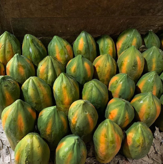 150+ Big Bangkok Papaya Seeds (Carica papaya / Giant Commercial Thai Papaya) – Premium Exotic Fruit Tree & Orchard Seeds for Planting