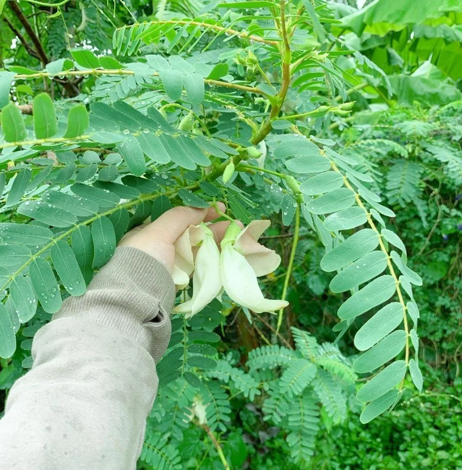 White Agati (Sesbania grandiflora) – 100 Premium Hummingbird Tree Seeds