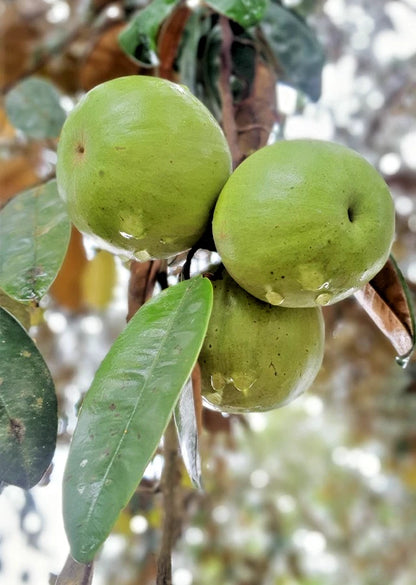 Green Star Apple Seeds (Chrysophyllum cainito) – 40+ Premium Fresh Exotic Green Star Apple / Caimito Seeds for Planting