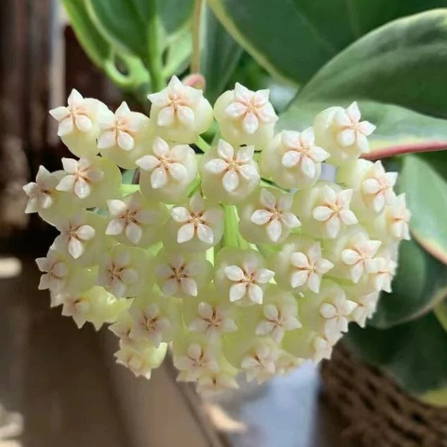 Hoya Pachyclada Albomarginata – Rare Tropical Indoor Outdoor Wax Plant Specimen with Creamy White Variegated Succulent Leaves