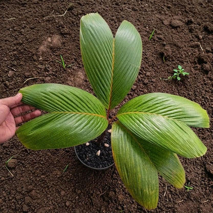 Verschaffeltia splendida – Stilt Palm (Rare Tropical Specimen)
