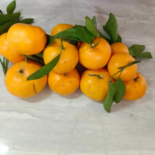 Mandarin Orange Seeds (Citrus reticulata / 1000+ Premium Sweet Mandarin Fruit Tree Seeds) – Premium Botanical Specimen Plant Seeds for Planting