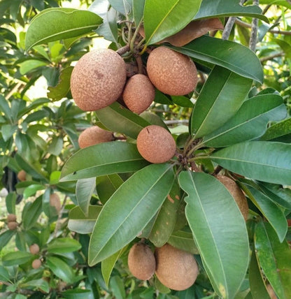 Prolific Sapodilla (Manilkara zapota) – 35+ Premium Seeds (Chikoo)
