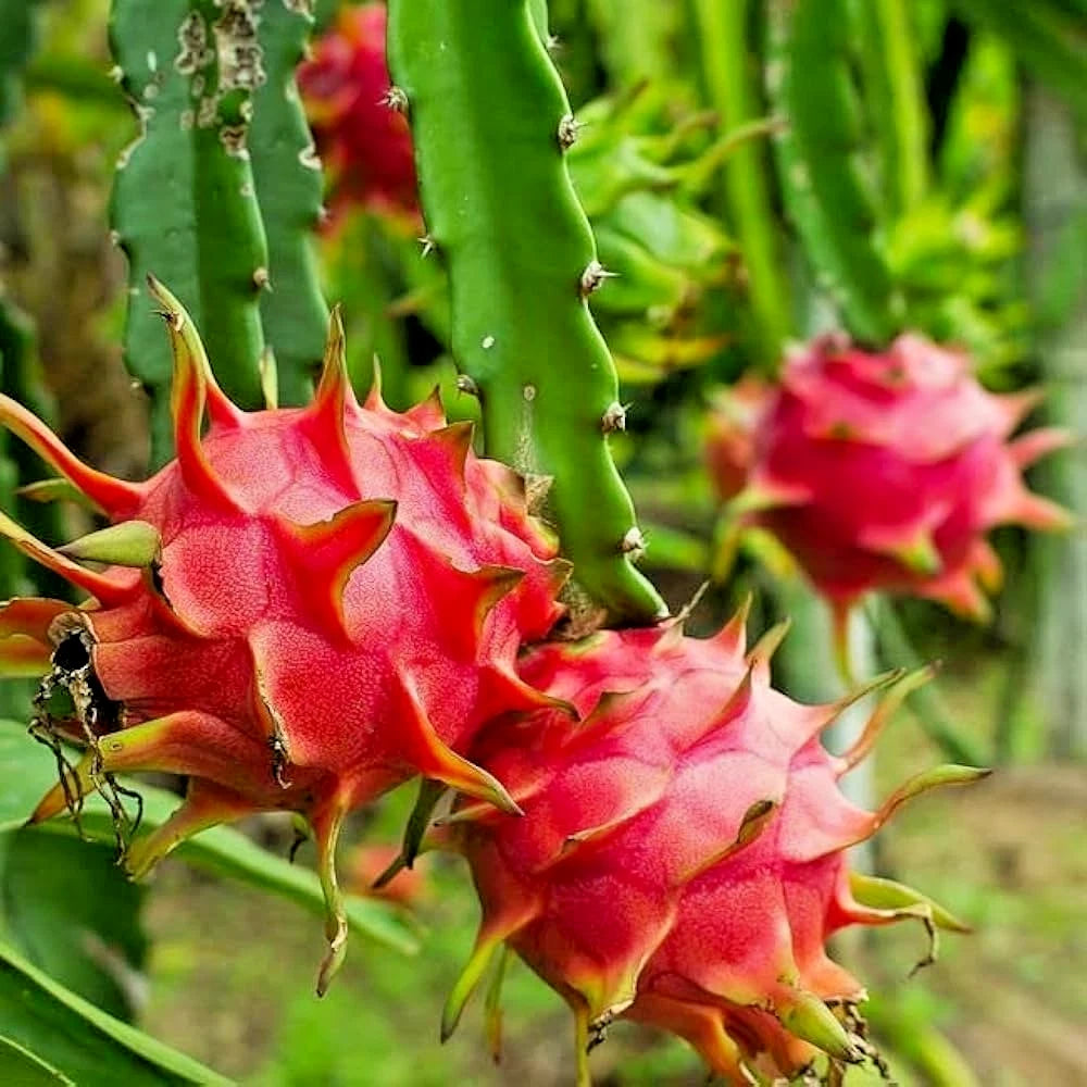 Red Dragon Fruit Seeds (Hylocereus polyrhizus) – 5.000+ Premium American Beauty Seeds