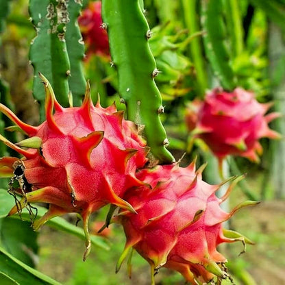 Red Dragon Fruit Seeds (Hylocereus polyrhizus) – 5.000+ Premium American Beauty Seeds