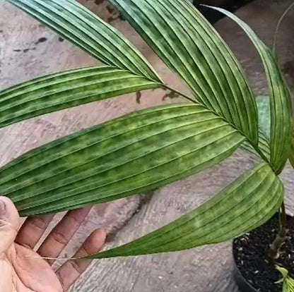 Pinanga crassipes – Rare Tropical Understory Palm