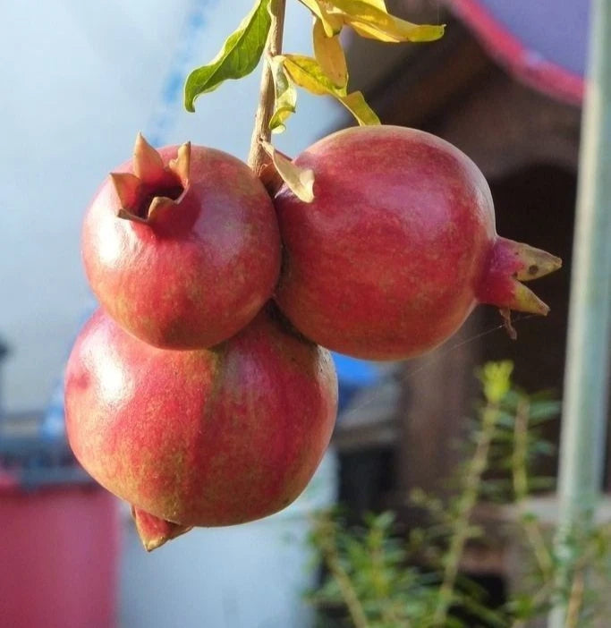 100+ 'Ambrosia' Pomegranate Seeds (Punica granatum) – Elite 'Grenadine' Orchard Genetics (Collectors Quality)