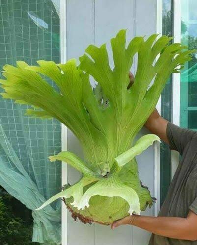 Platycerium Wandae - Majestic & Unique Tropical Staghorn Fern