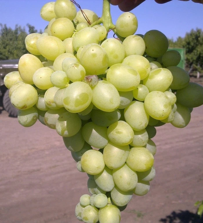 Laura Grape Seeds (Vitis vinifera / 100+ Premium Sweet Table Grape Seeds) – Premium Exotic Botanical Specimen Plant Seeds for Planting