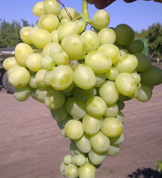 Laura Grape Seeds (Vitis vinifera / 100+ Premium Sweet Table Grape Seeds) – Premium Exotic Botanical Specimen Plant Seeds for Planting