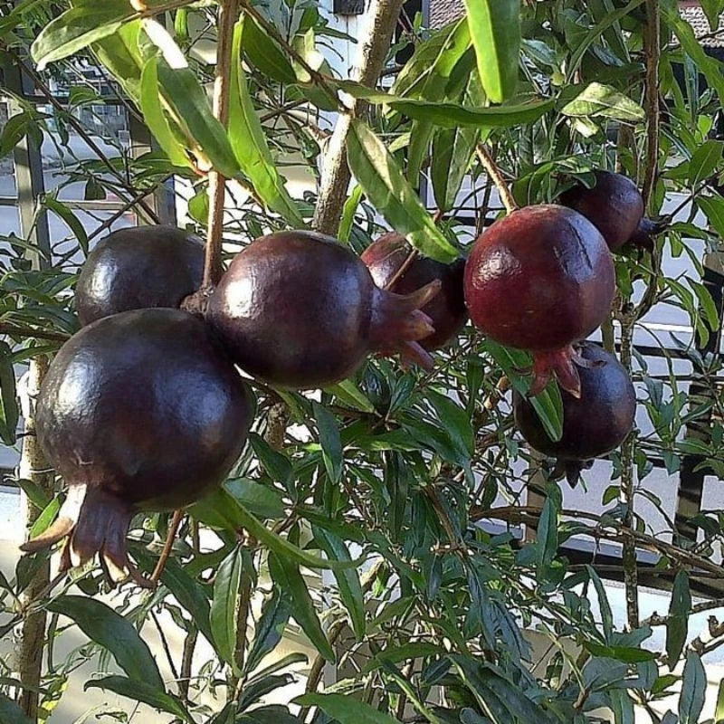 100+ Wulung Purple Pomegranate Seeds (Punica granatum var. Wulung) – Premium Exotic Black Pome Fruit Plant Seeds for Planting