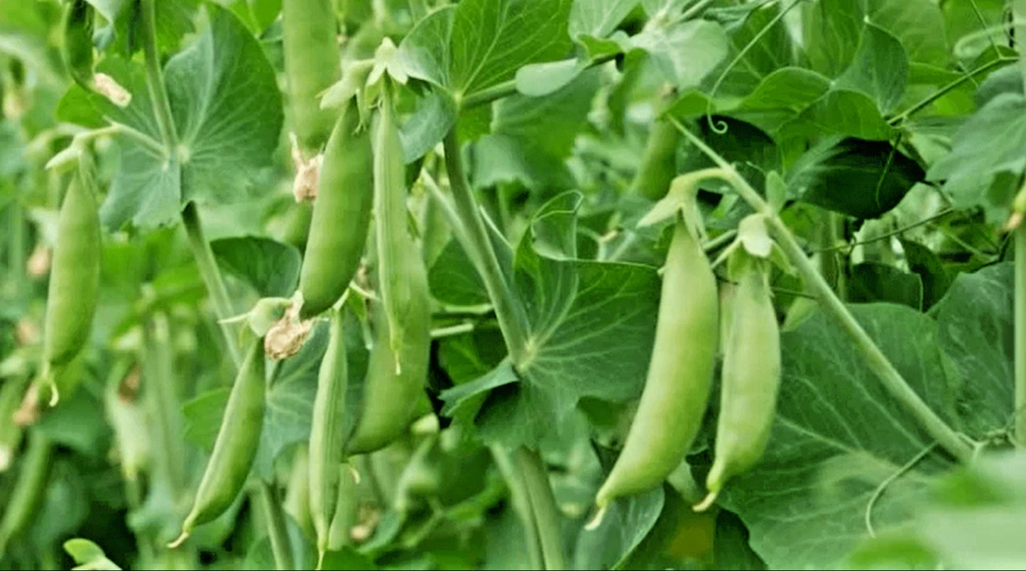 Taiwan Snow Pea Seeds (Pisum sativum var. saccharatum) – 150++ Premium Fresh Crisp Sweet Taiwan Snow Pea Seeds for Planting
