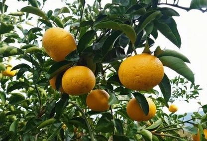 Hassaku Orange Seeds (100+ Bulk Seeds, Citrus hassaku) – Japanese Citrus Fruit Tree Seeds for Planting