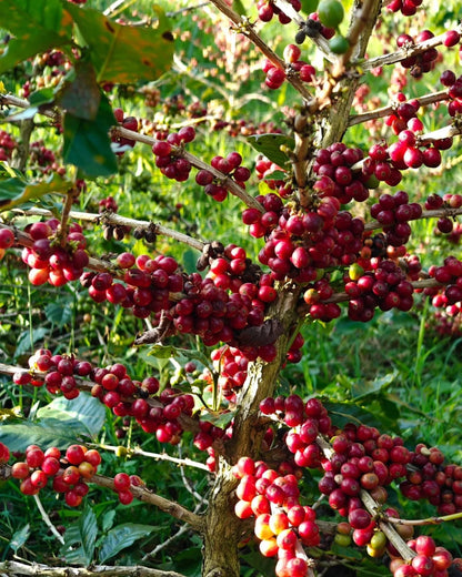 Hybrid H3 Coffee Seeds (120+ Bulk Seeds, Coffea arabica Hybrid H3) – Premium Disease-Resistant Specialty Coffee Plant Seeds for Planting