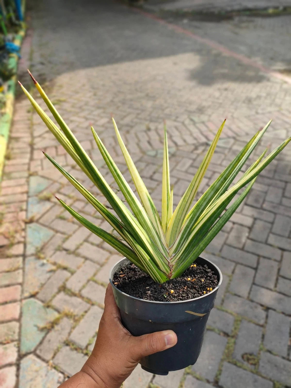 Sansevieria 'Royal Crown' Yellow Variegated - Big Size
