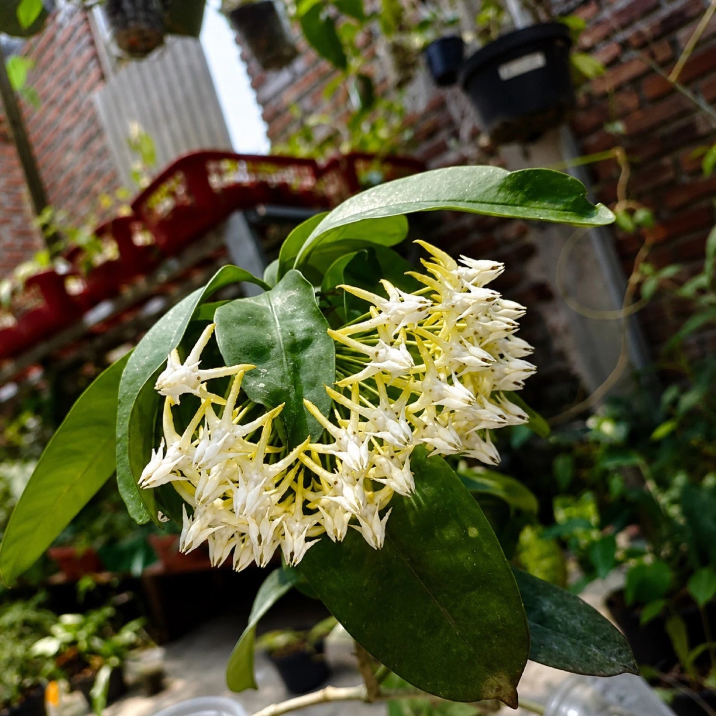 Rare Hoya Multiflora Live Plant - Premium Exotic Shooting Star Tropical Wax Plant