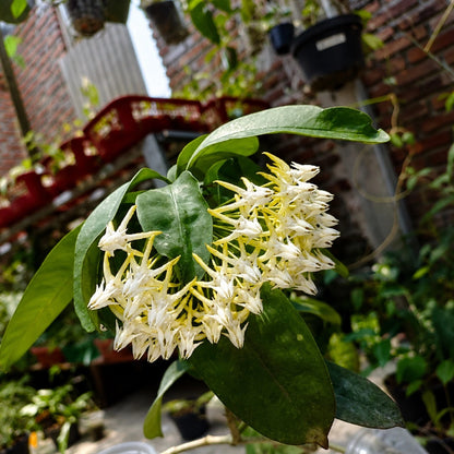 Rare Hoya Multiflora Live Plant - Premium Exotic Shooting Star Tropical Wax Plant