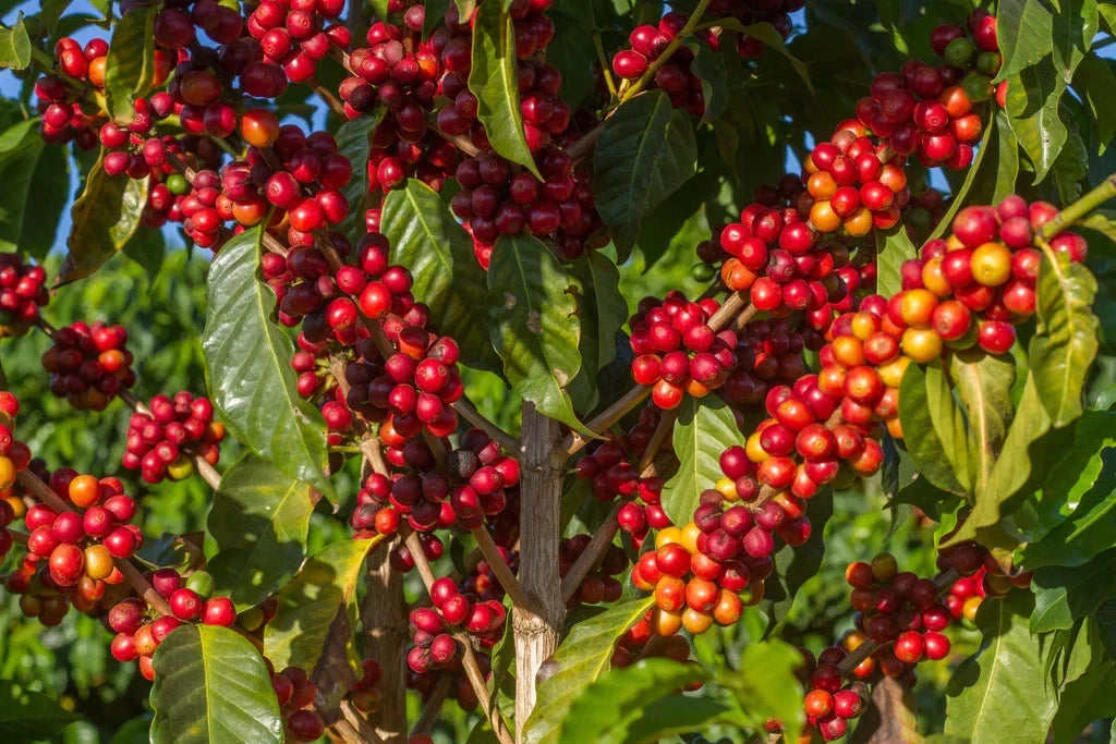 Certified Hybrid H3 Coffee Seeds (Coffea sp.) – Rare Disease-Resistant Specialty Coffee Bean Seeds for Planting (120+ Pcs)