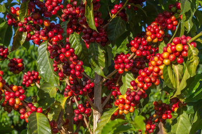Certified Hybrid H3 Coffee Seeds (Coffea sp.) – Rare Disease-Resistant Specialty Coffee Bean Seeds for Planting (120+ Pcs)