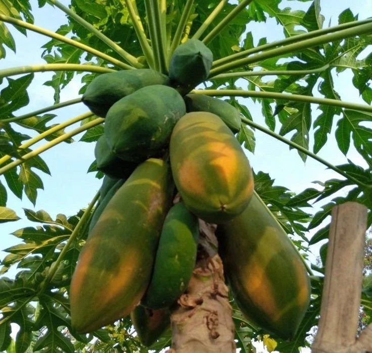 Bulk Jinggo Papaya Seeds (Carica papaya 'Jinggo') – 150 Pcs Premium Fresh Rare Exotic High-Sugar Dwarf Sweet Papaya Seeds for Planting