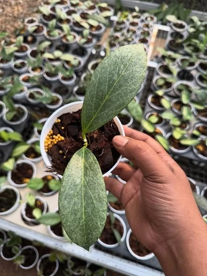 Stunning Hoya Obscura Silver "Cryptic Chrome" – Rare Tropical Indoor & Outdoor Wax Plant