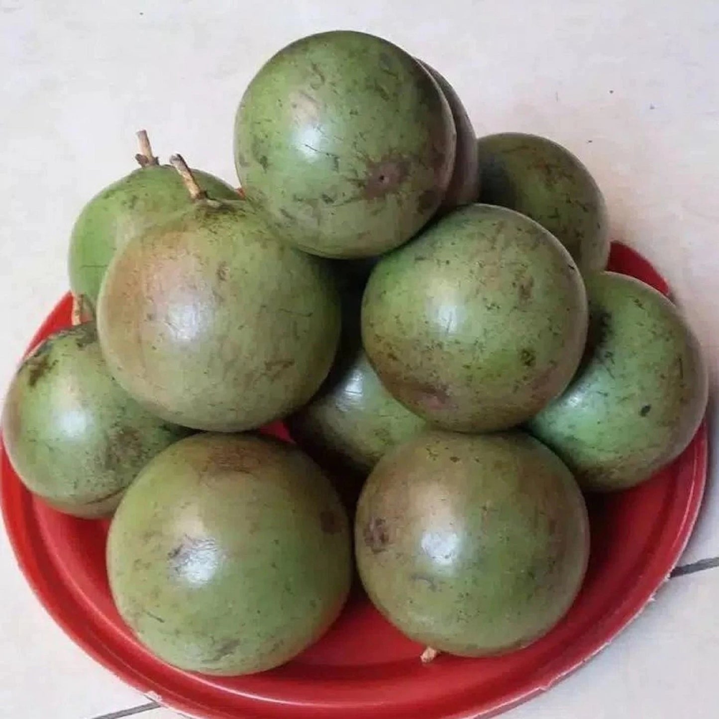 Rare Variegated Star Apple (Chrysophyllum cainito 'Variegata') - Premium Grafted Fruit Tree