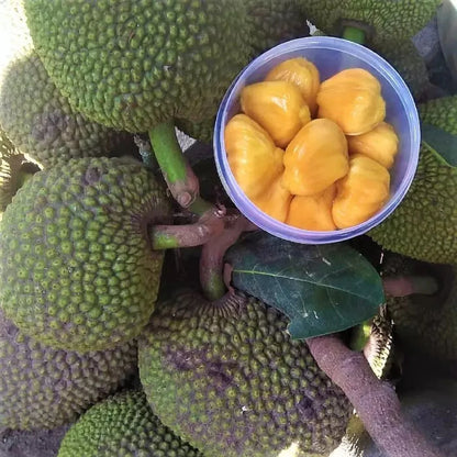 Mini Jackfruit (Compact Variety) - Premium Grafted Exotic Fruit Tree