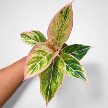 Aglaonema 'Dejavu' - Enchanting & Elegant Tropical Houseplant