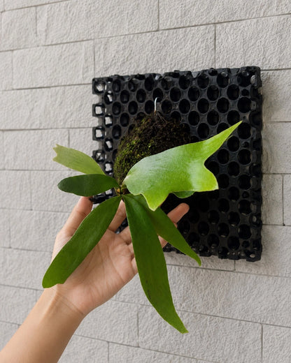Platycerium Bifurcatum - Classic Green Staghorn Fern Tropical Epiphyte