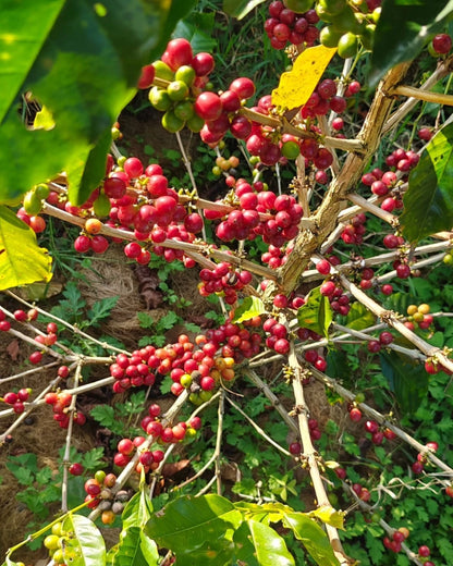 S795 Coffee 300+ Seeds (Coffea arabica var. S795) – Bulk Selection 795 India Specialty Coffee Beans for Planting and Cultivation