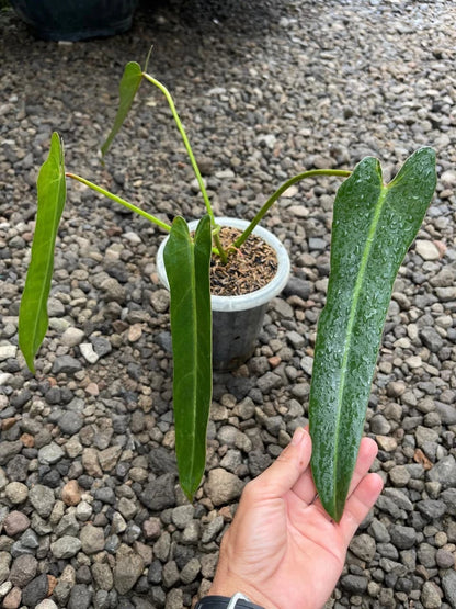Stunning Philodendron Spiritus Sancti – Ultra-Rare Collector’s Aroid Tropical Plant